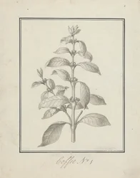 Coffea arabica L. (Arabica-Kaffee): fertige Zeichnung eines belaubten Triebs und Beeren