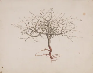 Commiphora gileadensis (L.) C. Chr. (Balsam von Gilead, Opobalsam): fertige Zeichnung der Baumgewohnheit (mit Wurzeln)
