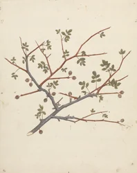 Commiphora gileadensis (L.) C. Chr. (Balsam von Gilead, Opobalsam): fertige Zeichnung eines fruchtenden Zweigs
