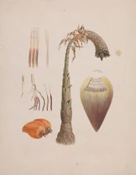 Ensete ventricosum (Welw.) Cheesman (Afrikanische Wildbanane): fertige Zeichnung