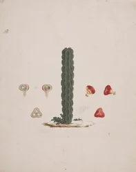 Euphorbia abyssinica J.F. Gmel. (Äthiopischer Wolfsmilchbaum): fertige Zeichnung eines einzelnen Stammes, mit Details von ganzen und zerlegten Früchten