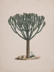 Euphorbia abyssinica J.F. Gmel. (Äthiopischer Wolfsmilchbaum): fertige Zeichnung der Baumform