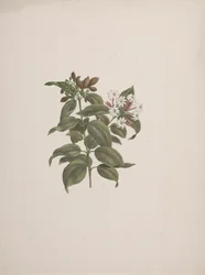 Jasminum dichotomun Vahl (Afrikanischer Jasmin): fertige Zeichnung