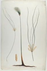 Papyrus (Pflanzen- und Wurzeldetail), nach James Abyssinian Bruce (1730-94)