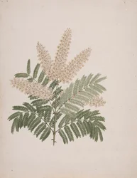 Pterolobium stellatum (Forssk): fertige Zeichnung