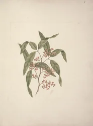 Rhus ? retinorrhoea Oliver: fertige Zeichnung