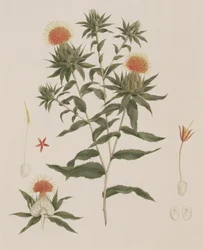 Sussa (Blätter, Blumen und Details), ehemals James Bruce zugeschrieben