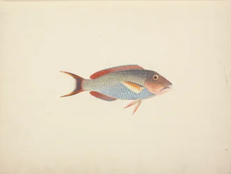 Unidentifizierter Fisch
