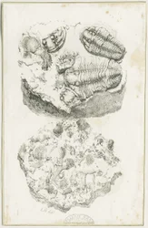Dudley - Fossilien: Lithografie, um 1825
