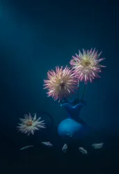 Dahlien in einer blauen Vase