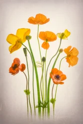 Leuchtender Mohnblumenstrauß