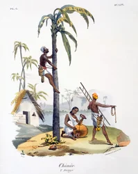 Ein Mann der Nadar-Kaste klettert auf eine Palme, 1827-35