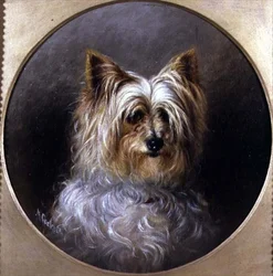 Kopfstudie eines Yorkshire Terriers