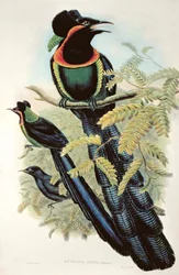 Arfak-Astrapia, Astrapia Nigra - Paradiesvogel