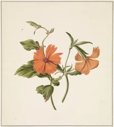 Gelbe Chinesische Rose (Rosa Chinensis Lutea)