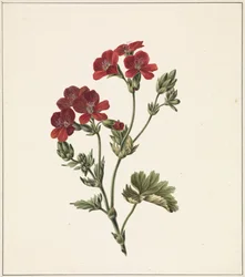 Rote Blume
