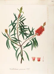Albany Bottlebrush (Callistemon speciosum DC), Myrtaceae, Strauch mit beständigen Blättern, heimisch in Australien
