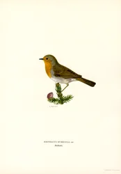 Rotkehlchen (Farblithographie)