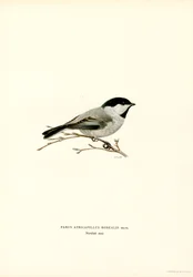 Schwarzmeise (Farblithographie)