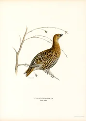 Birkhuhn