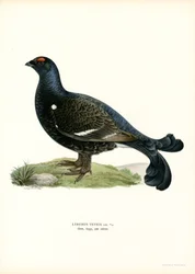 Birkhuhn