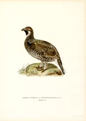 Birkhuhn x Haselhuhn