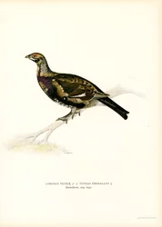 Birkhuhn x Auerhuhn