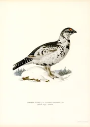 Birkhuhn x Moorschneehuhn