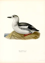 Schwarzweißer Wasserläufer (Farblithographie)