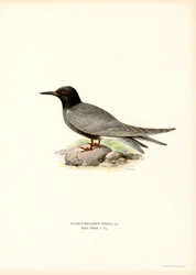 Schwarze Seeschwalbe
