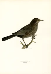 Amsel