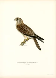 Turmfalke