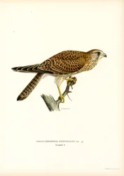 Turmfalke
