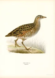 Wachtelkönig