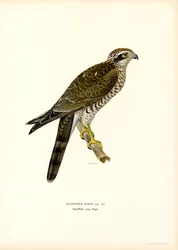 Sperber