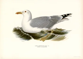 Europäische Silbermöwe (Farblithographie)