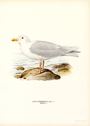 Eismöwe (Farblithographie)