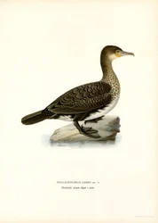 Kormoran