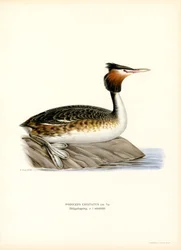 Haubentaucher