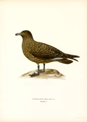 Skua