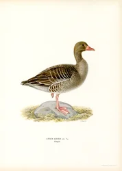 Graugans