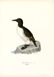 Guillemot (Farblithographie)