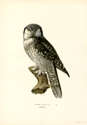 Sperbereule