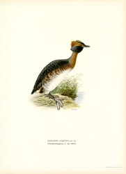 Ohrentaucher