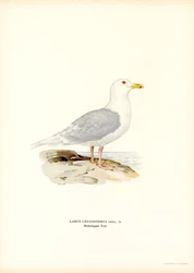 Eismöwe