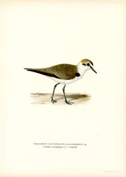 Seeregenpfeifer