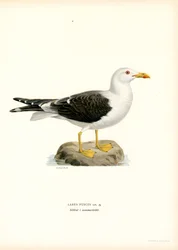 Heringsmöwe