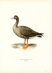 Zwerggans