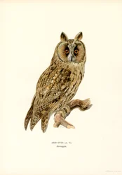 Waldohreule