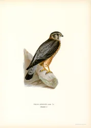 Merlin